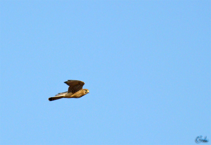 Gheppio, un gioco o la competizione?